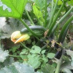 agost-2010-camps-045 agost-2010-camps-045