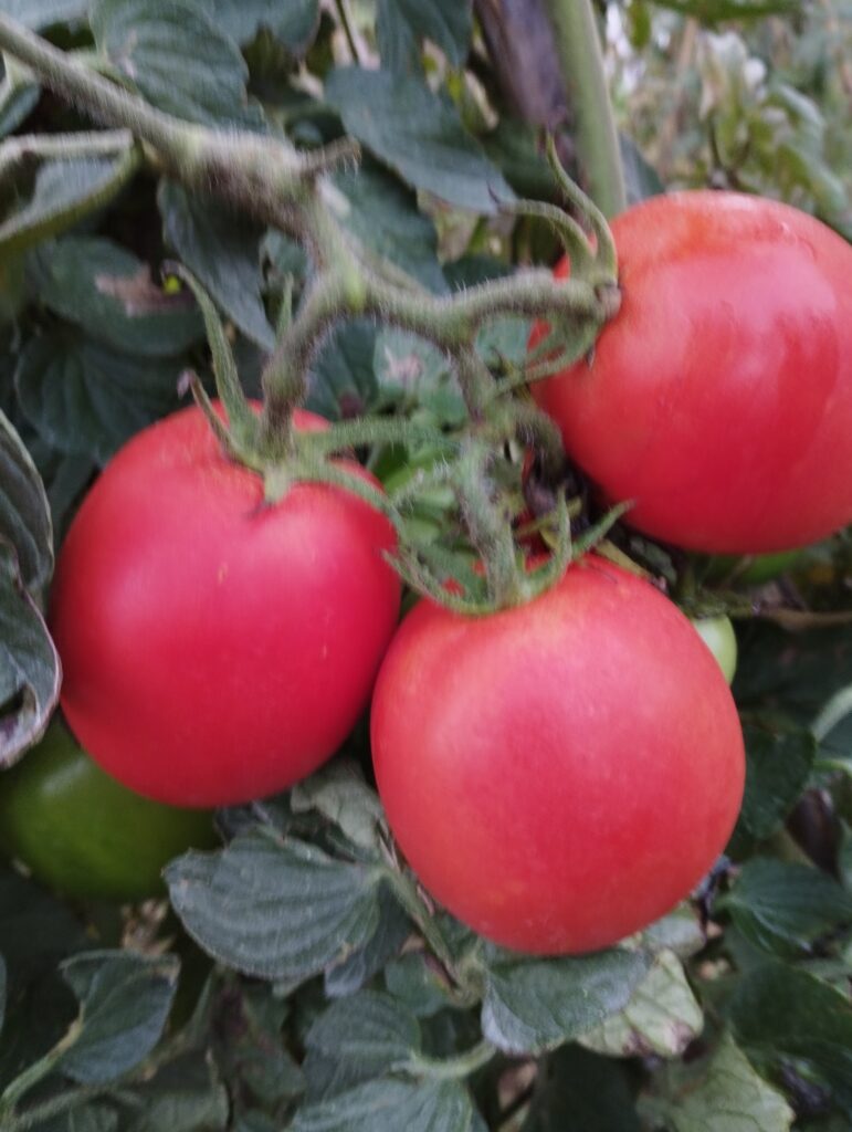 Tomàquet Pera