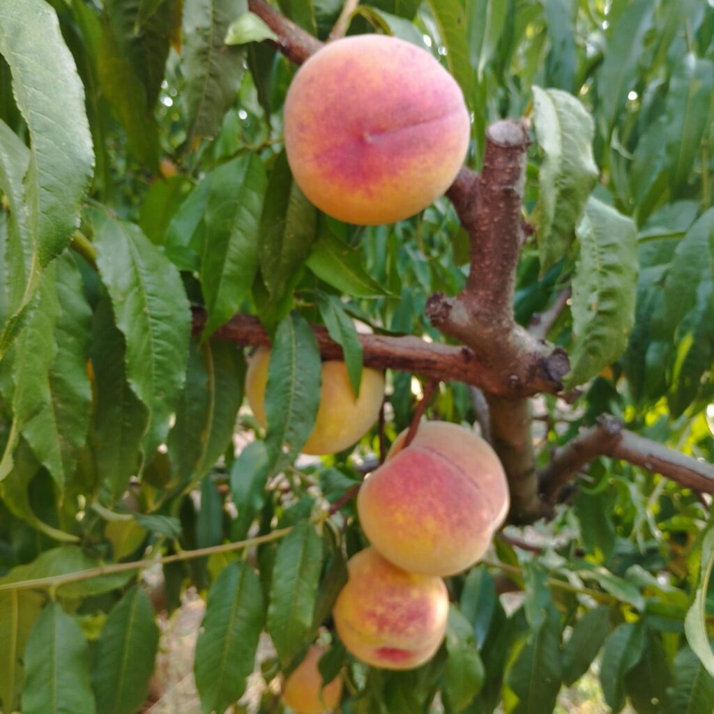 Préssec Baby Gold