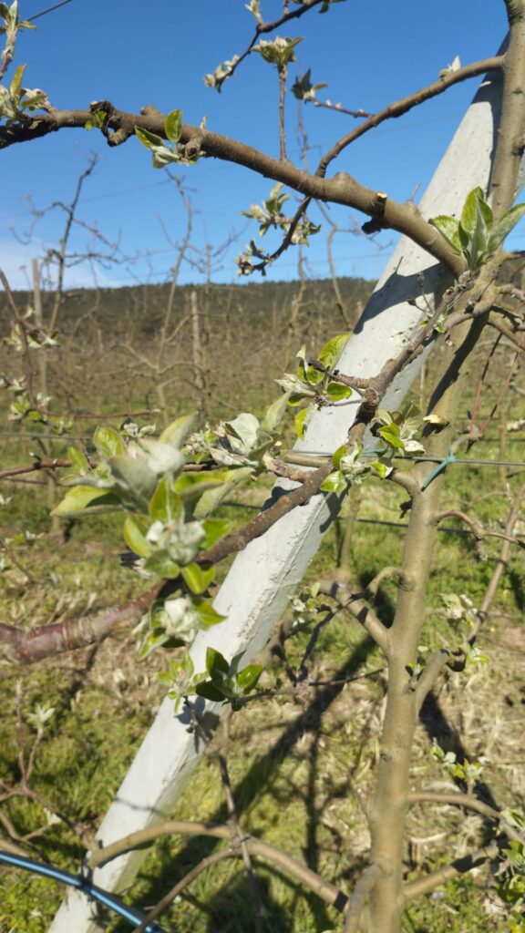 Pomers amb borrons, sense florir encara